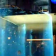 Illustration for article titled Aquadom Is Largest Cylindrical Aquarium on the Planet